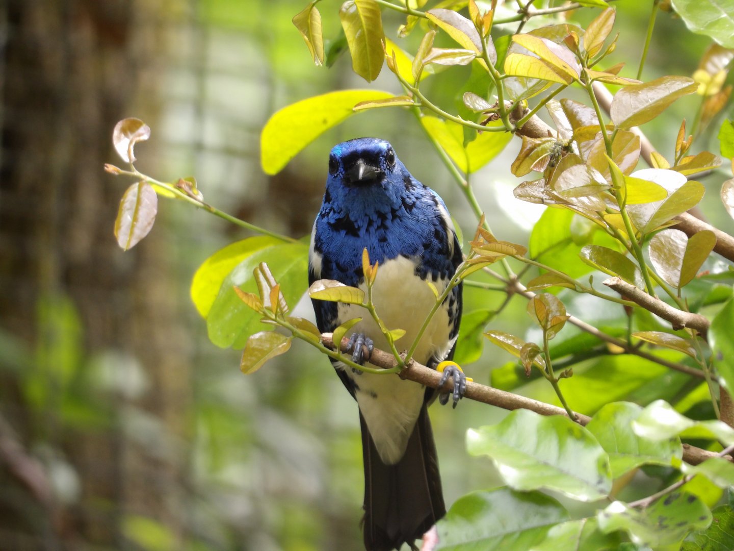 Turquoise Tanager(Tangara mexicana)