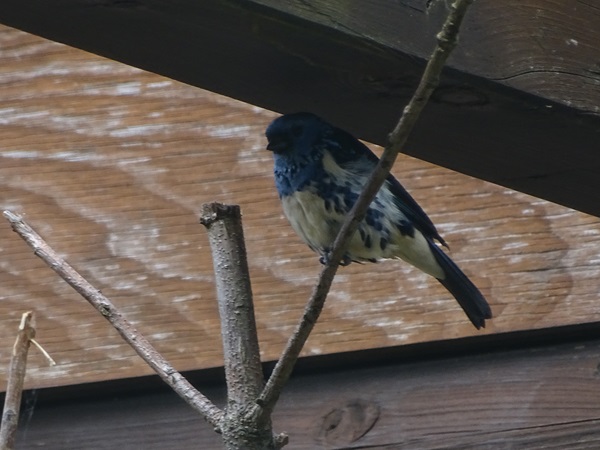 Turquoise tanager (Tangara mexicana)