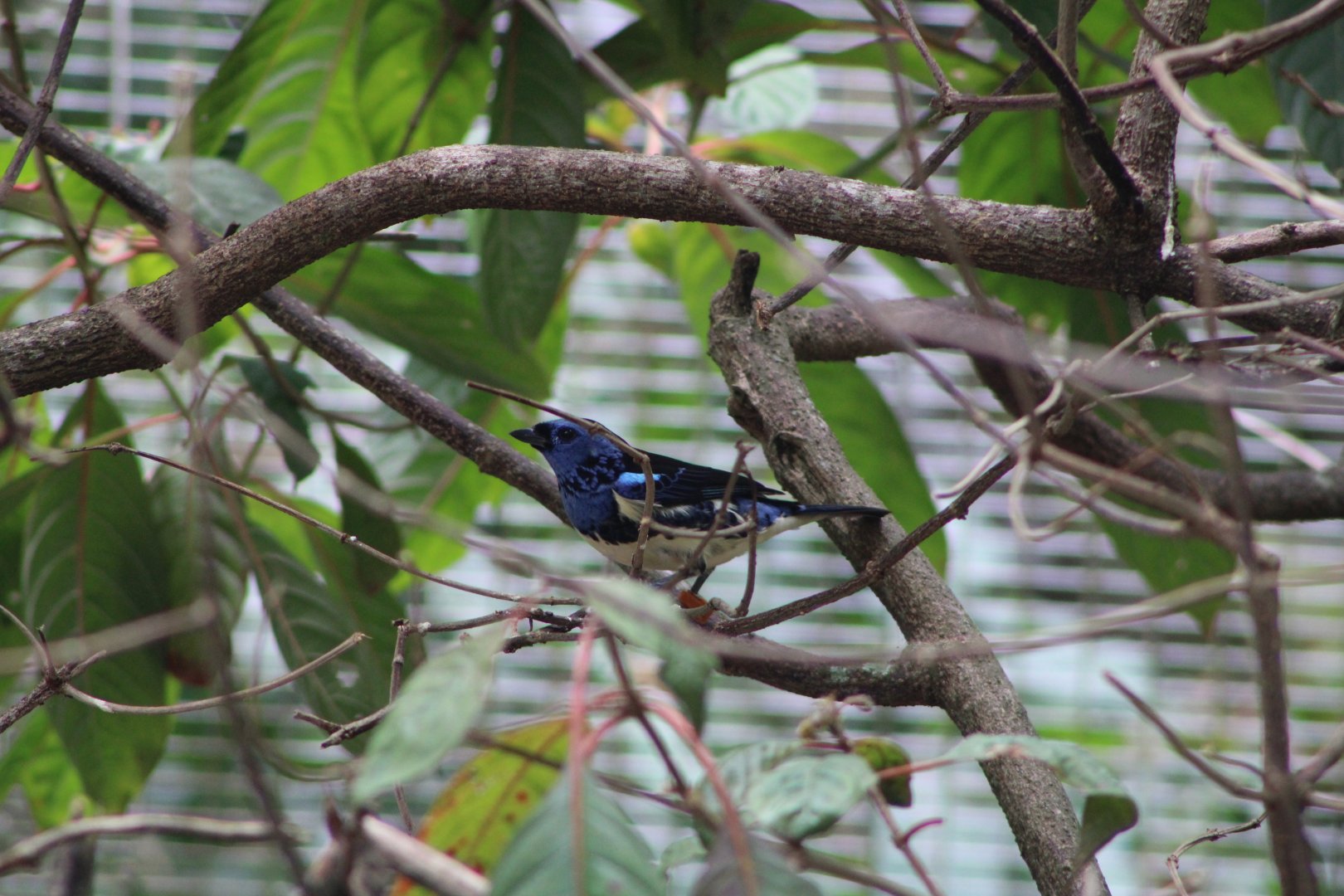Turquoise Tanager (Tangara mexicana)