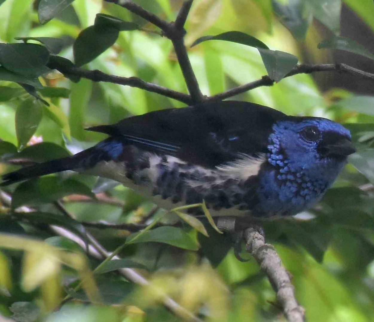 Turquoise Tanager (Tangara mexicana)