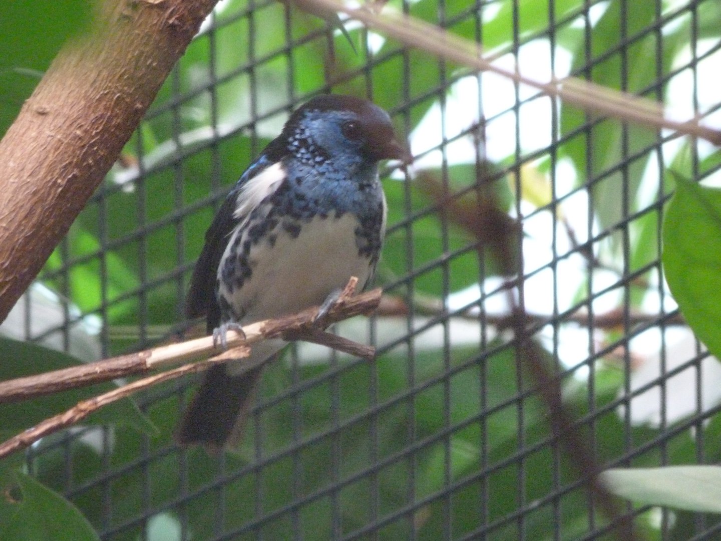 Turquoise tanager -Zoologischer Garten Berlin (2024)