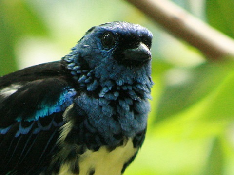 Turquoise Tanager