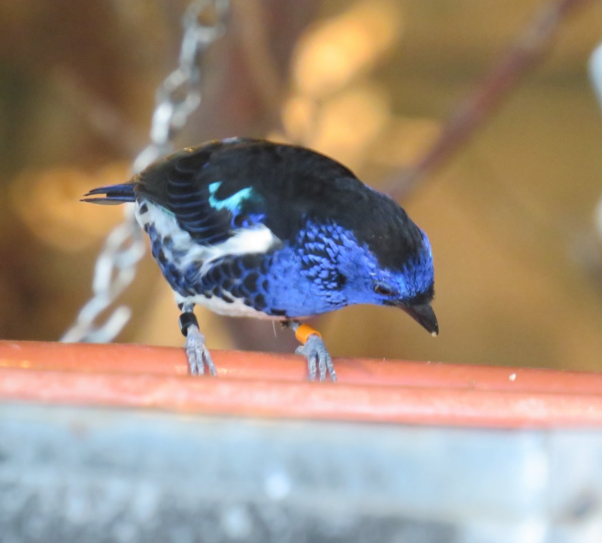 Turquoise tanager