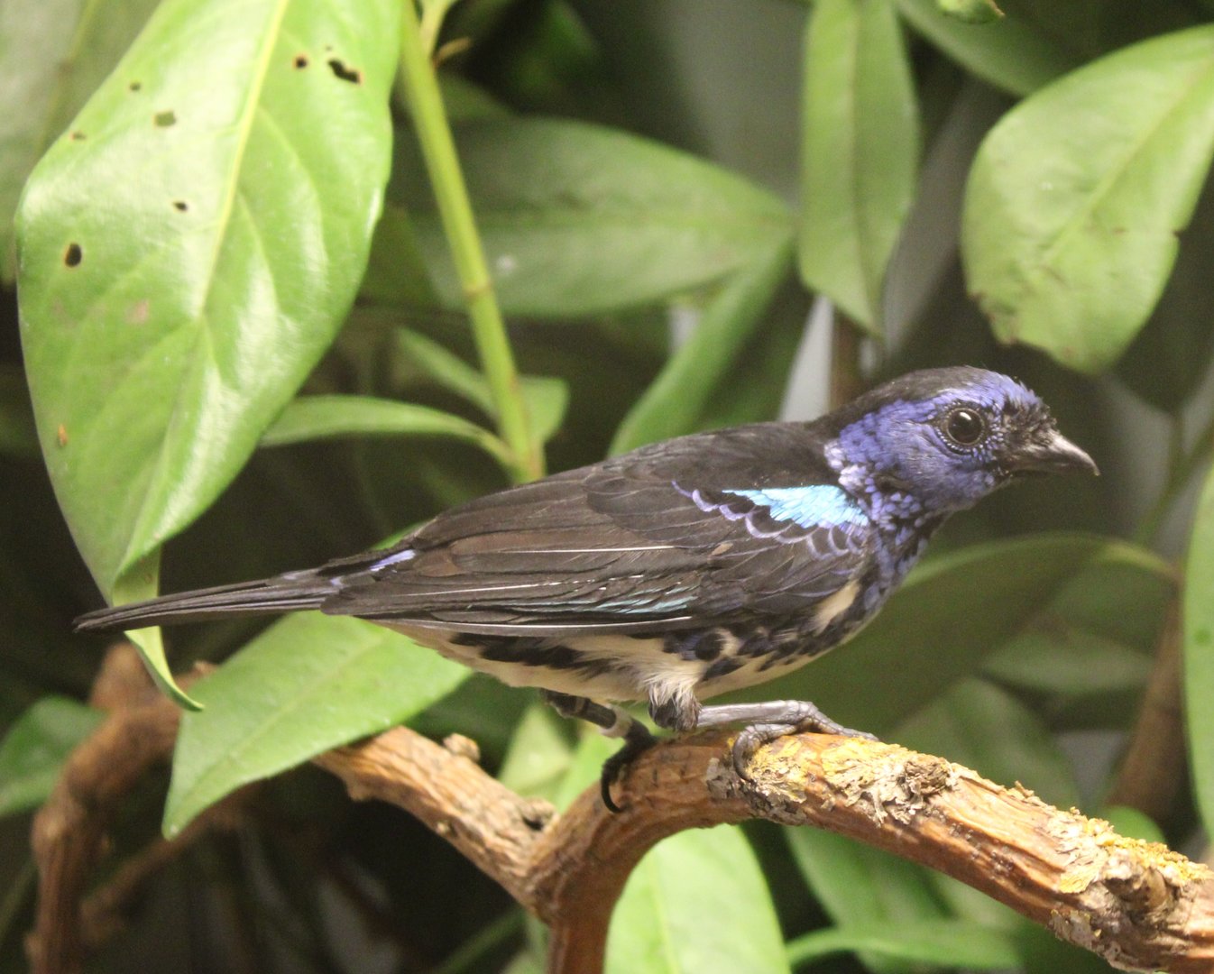 Turquoise tanager