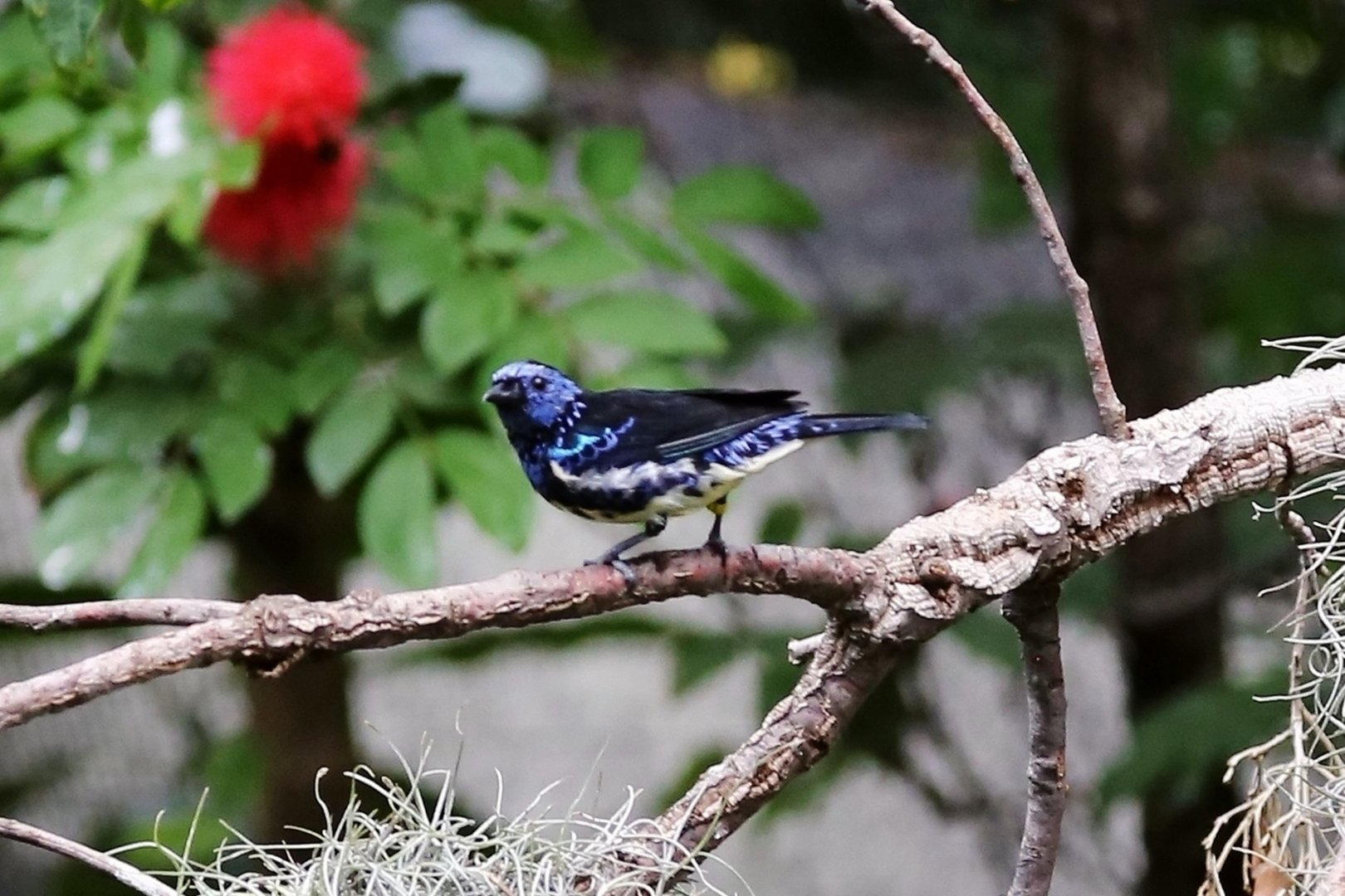 Turquoise Tanager