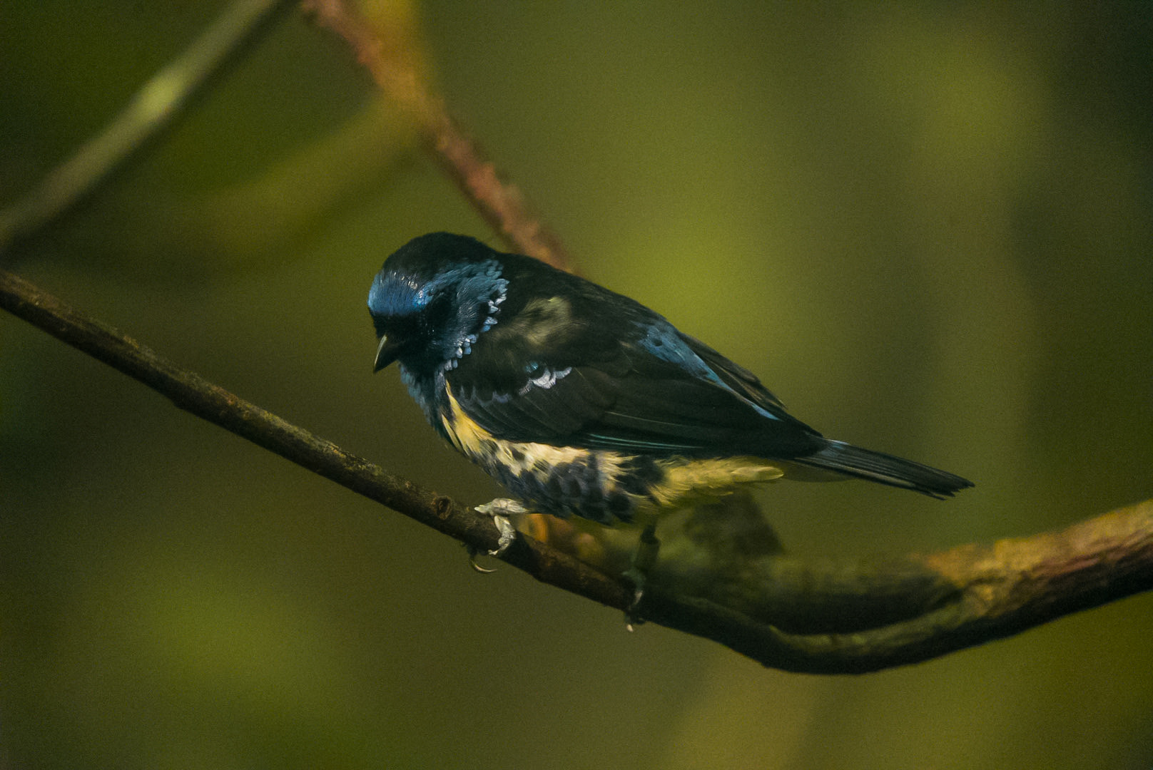 Turquoise Tanager