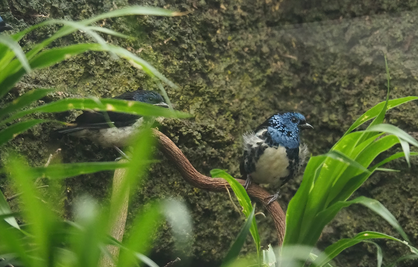 Turquoise tanagers, juvenile and adult (Tangara mexicana mexicana), 2023-07-02