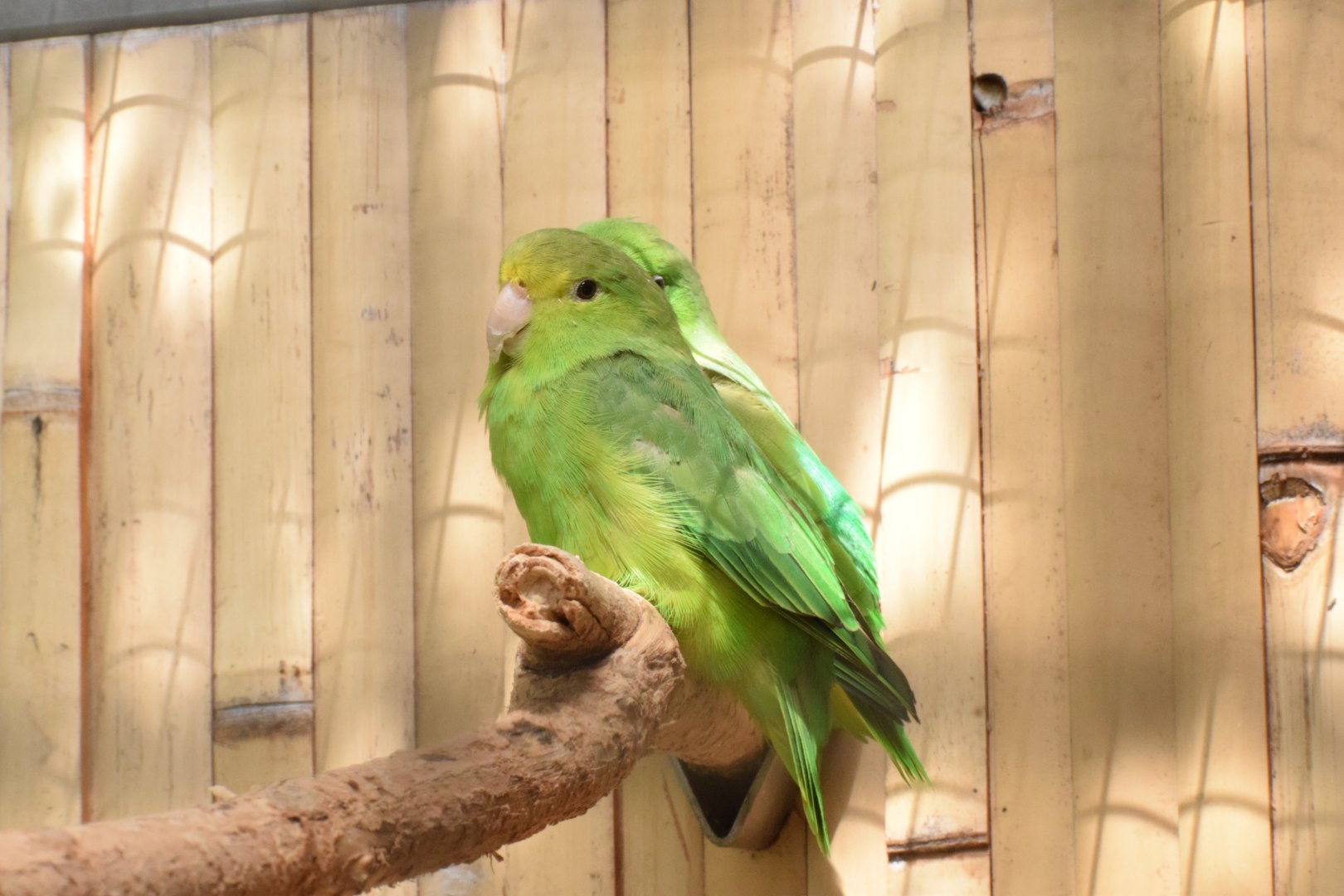 Turquoise-winged parrotlet - Papouščí Zoo Bošovice