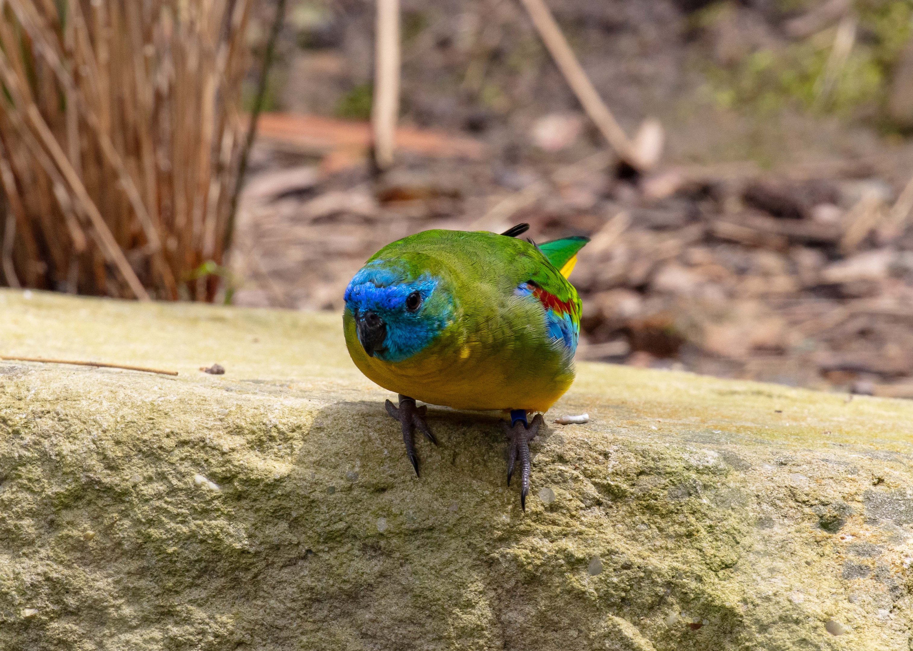 Turquoisine Parrot