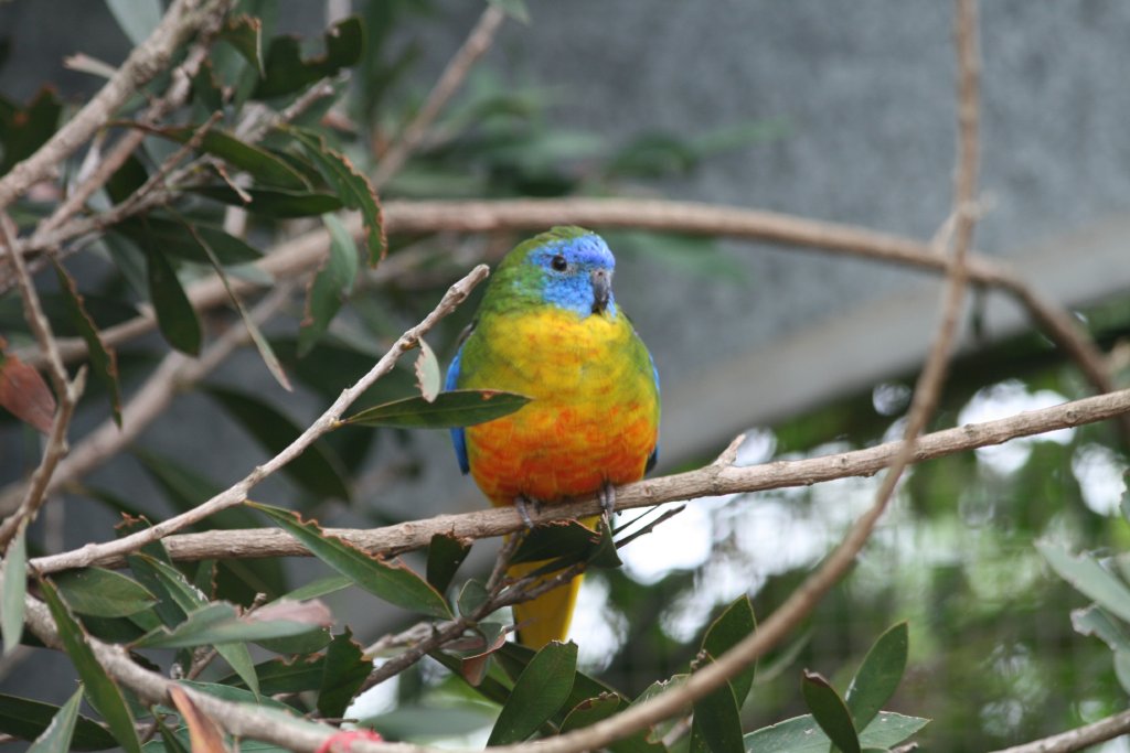 Turquoisine Parrot