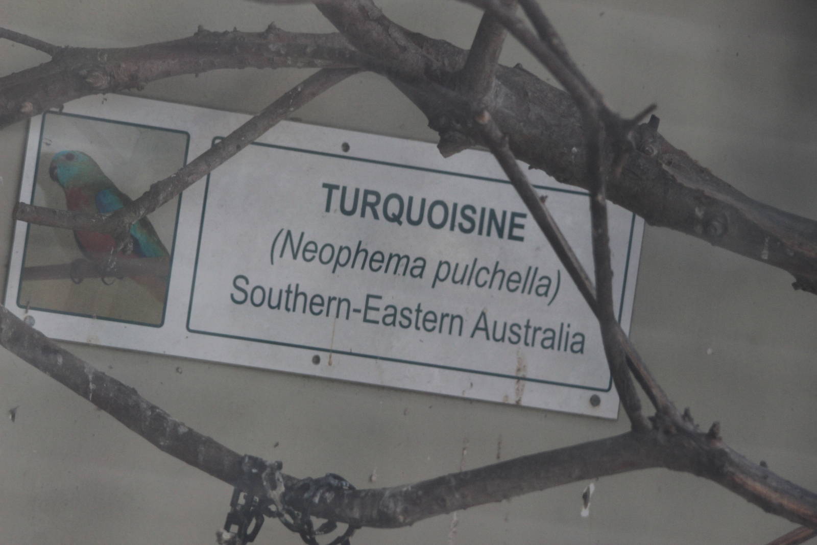 Turquoisine sign, Riddiford Garden aviary