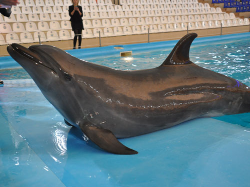 Tursiops truncatus gillii at Dolphinarium Nemo Kharkov - uploaded on behalf of alexkant