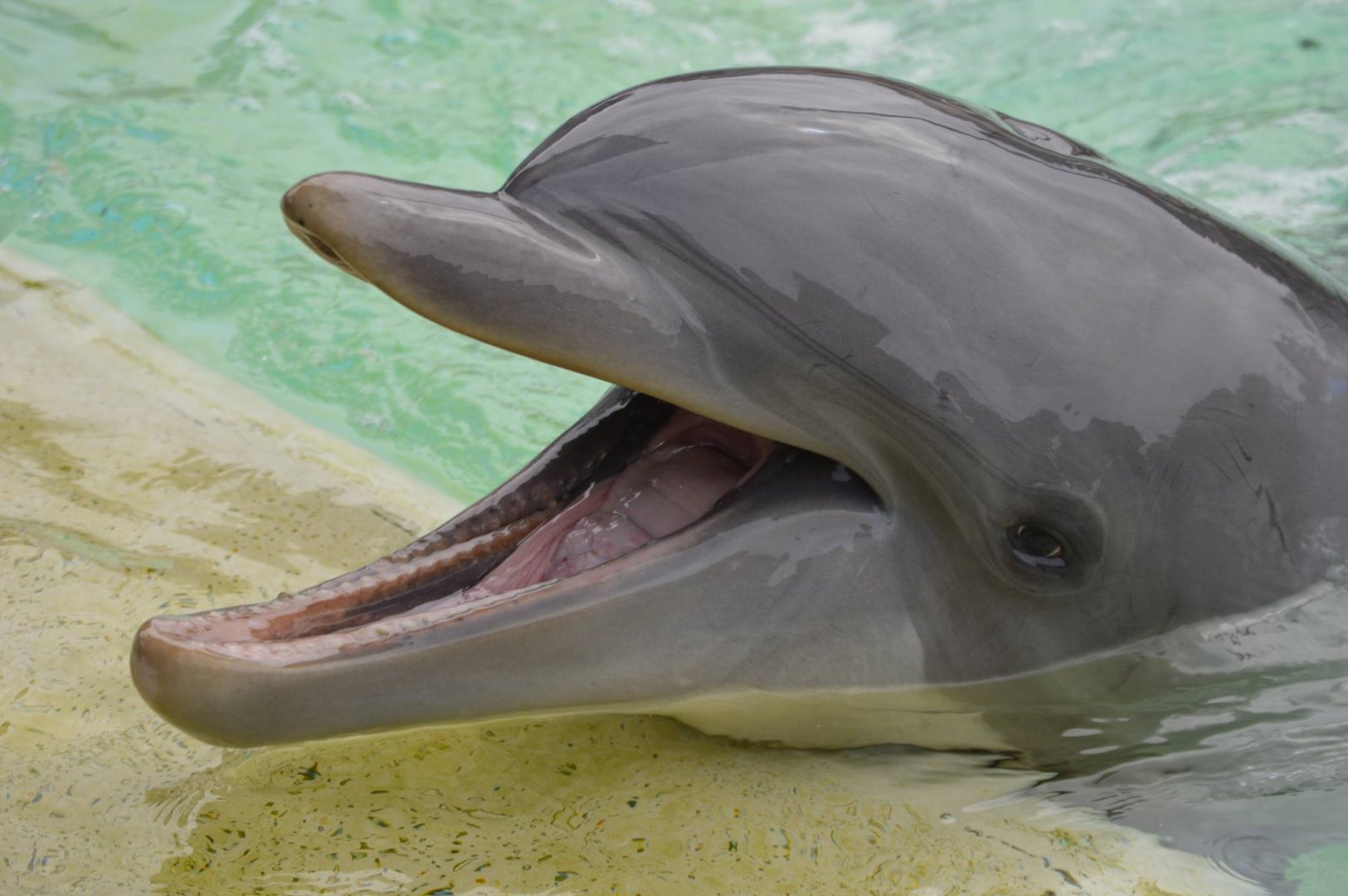 Tursiops truncatus truncatus