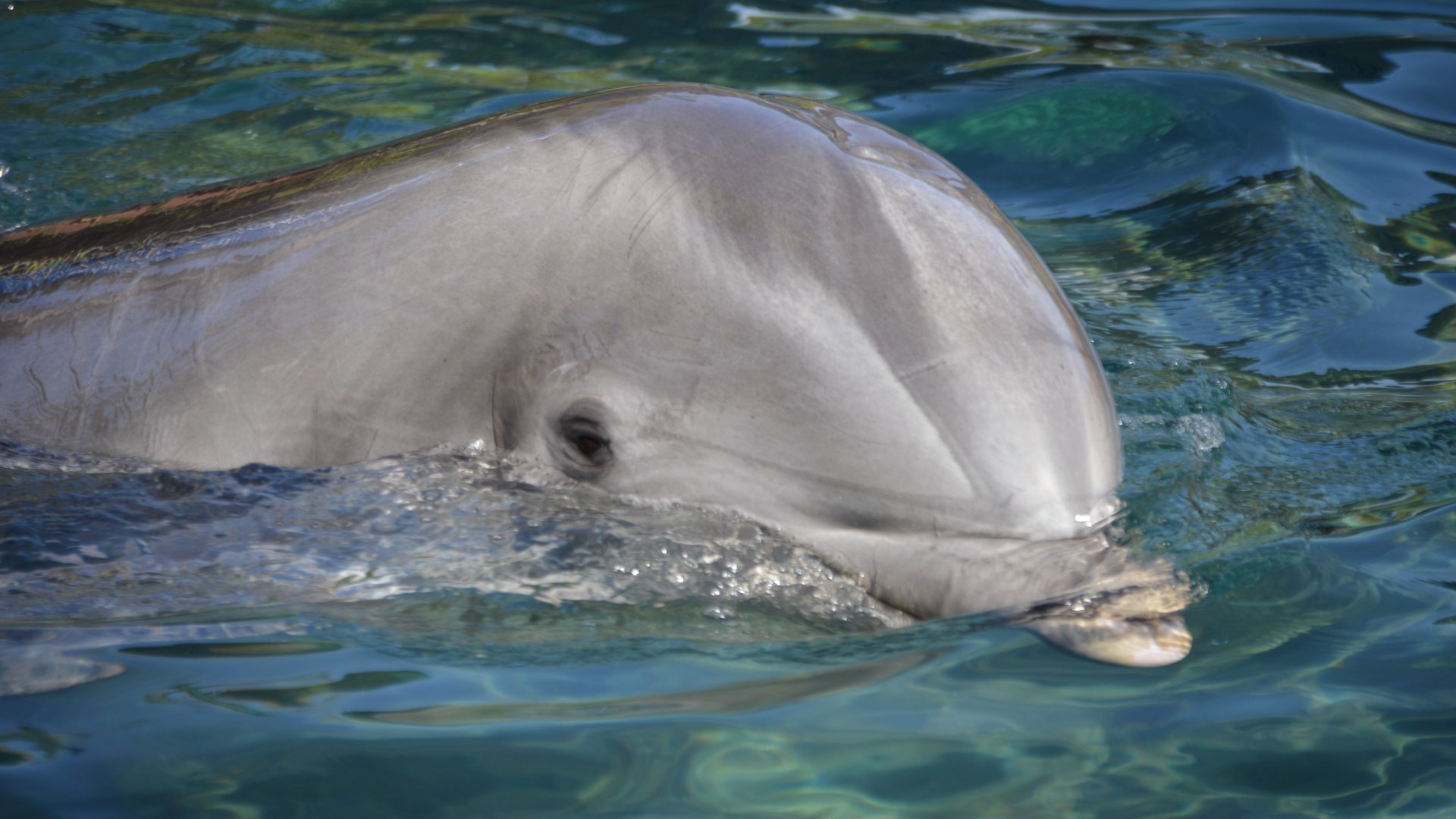 Tursiops truncatus truncatus