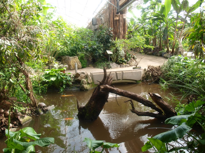 Turtle and koi pond (April 19th, 2015)