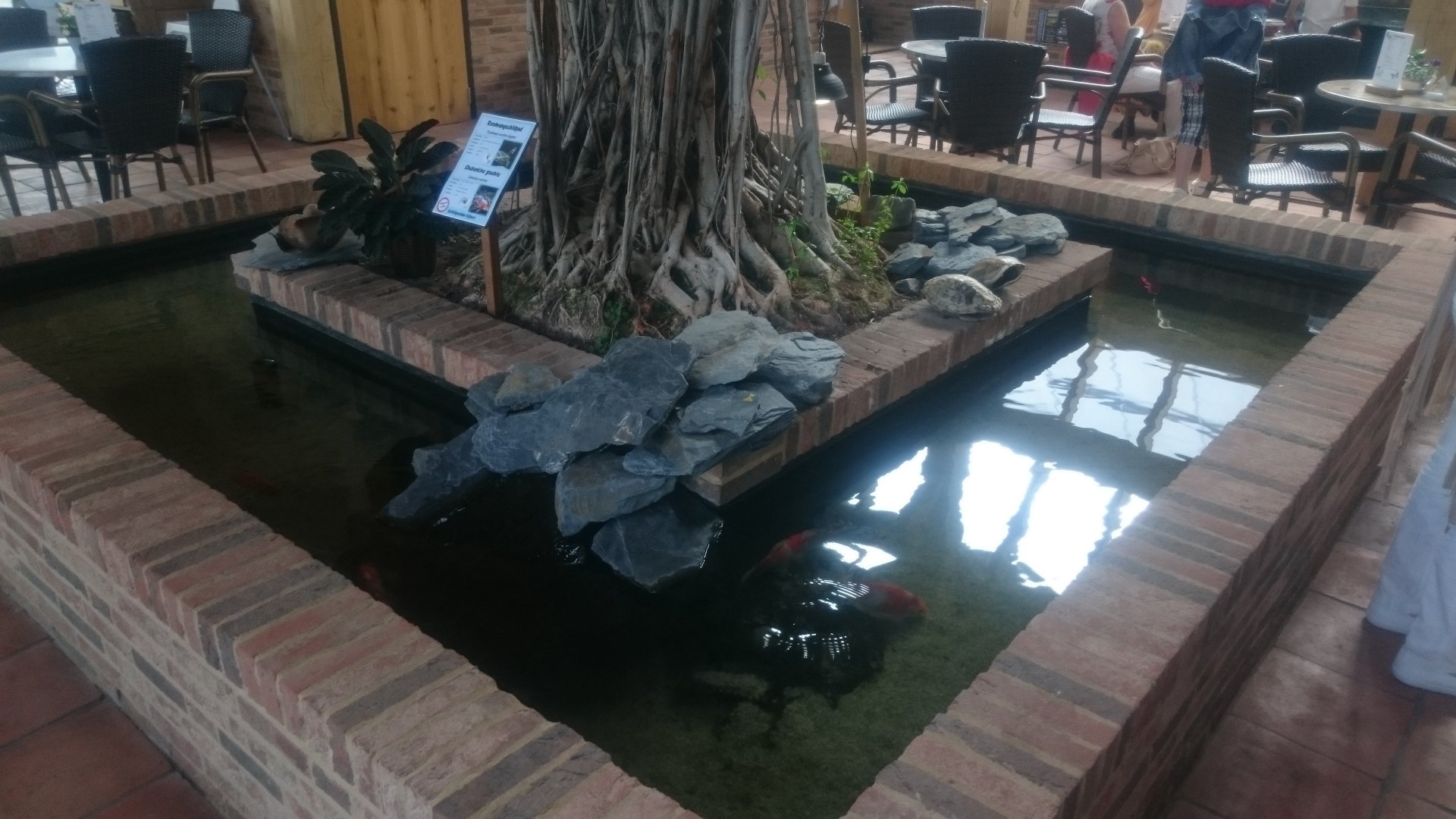 Turtle and Koi-pond in the restaurant