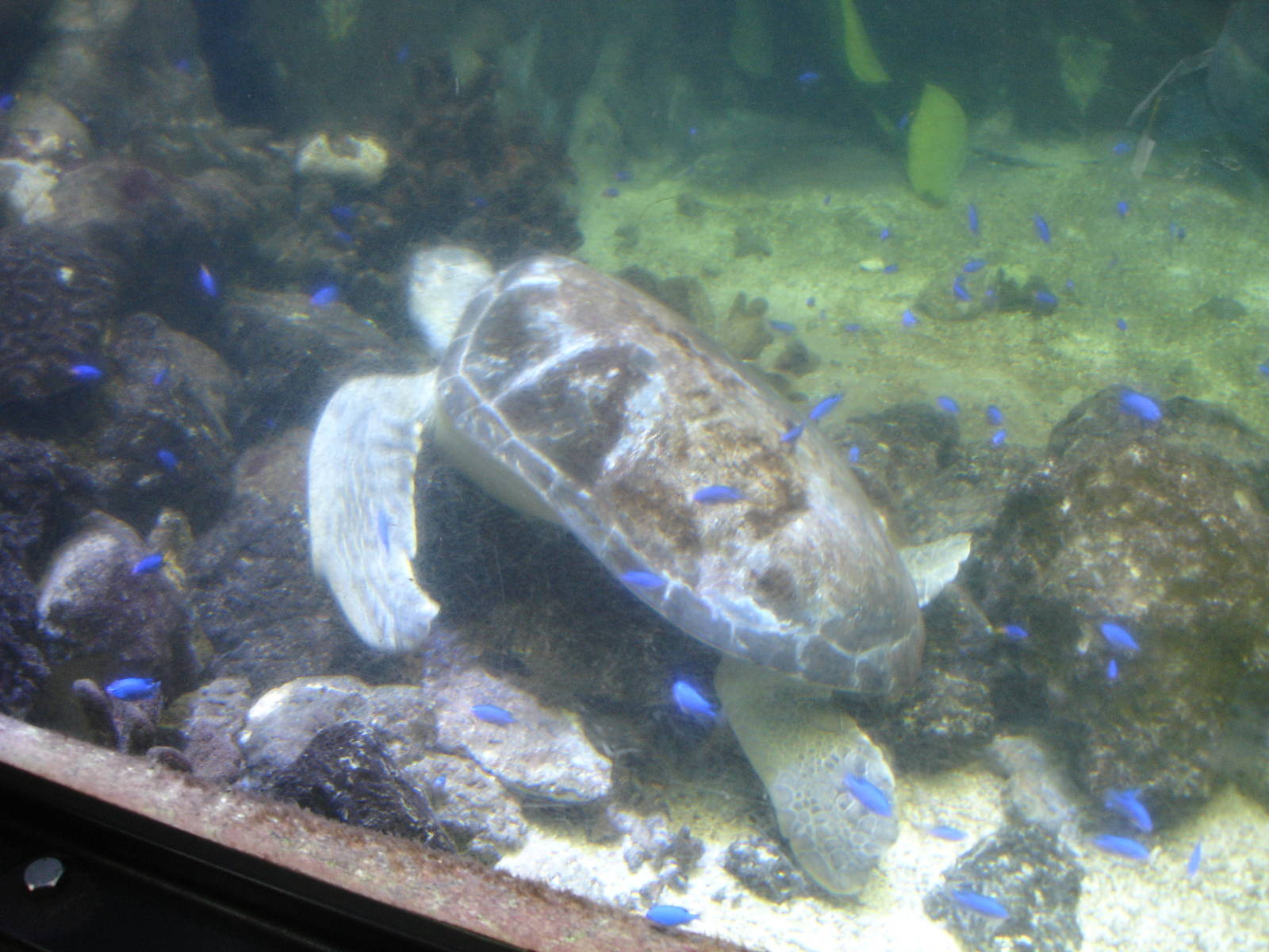 Turtle and little blue fish