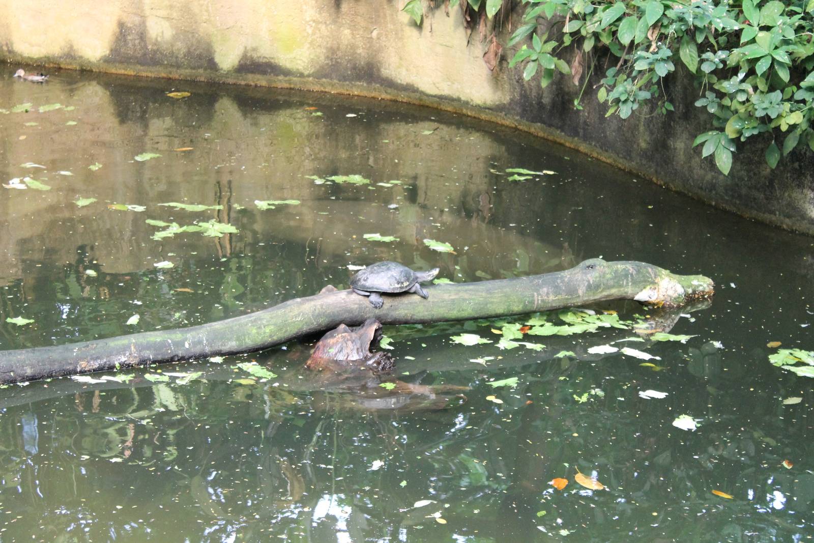 Turtle - and manatee