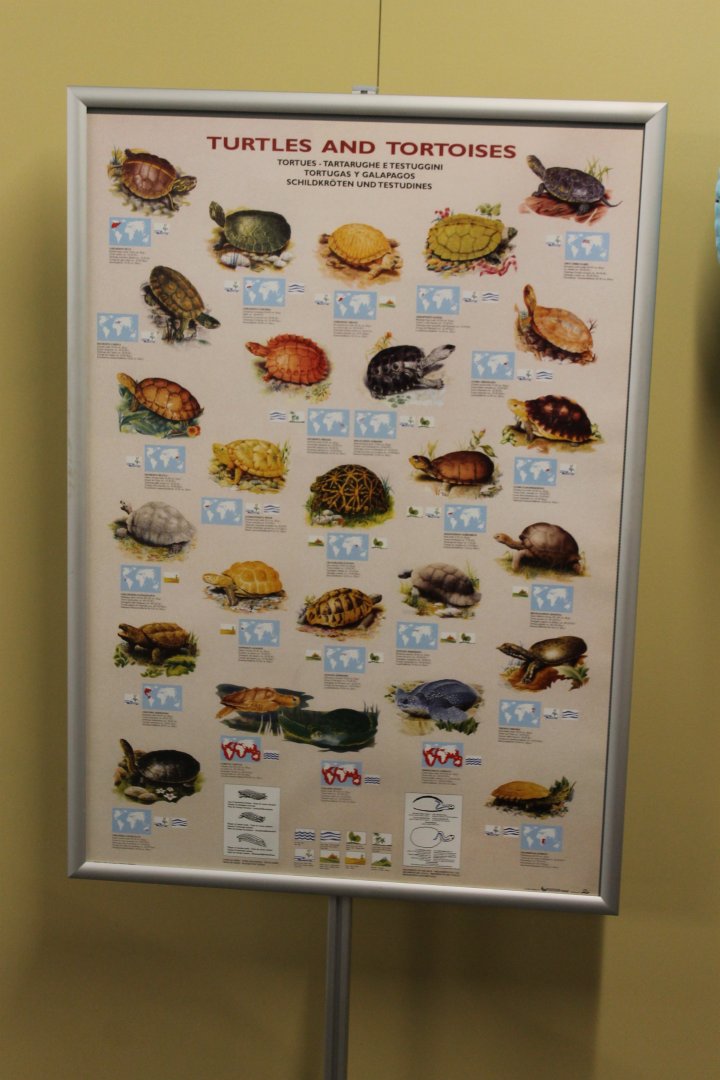 Turtle and tortoise-poster