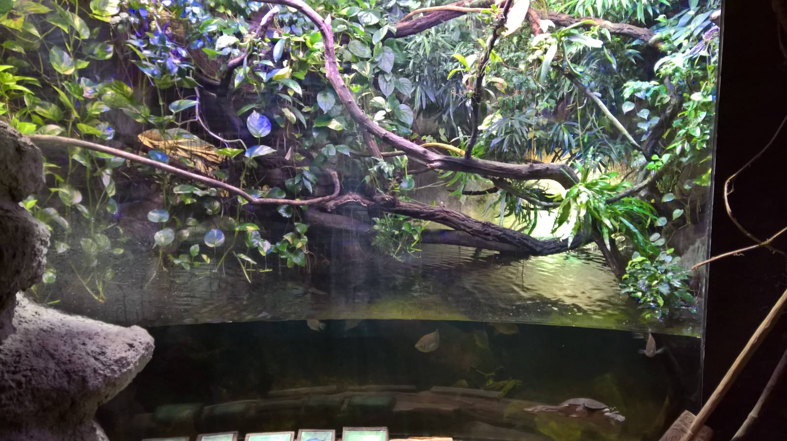 Turtle and treefrog enclosure