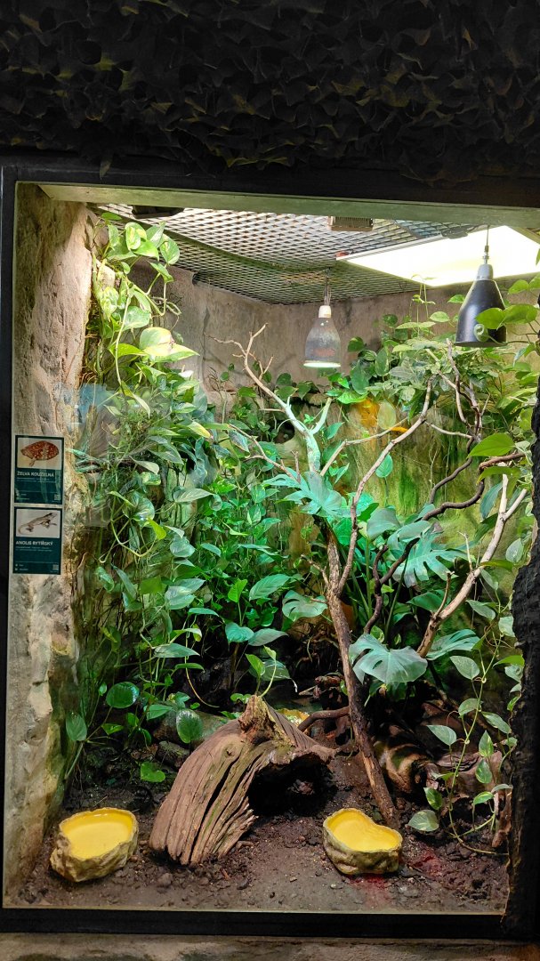 Turtle + anole exhibit