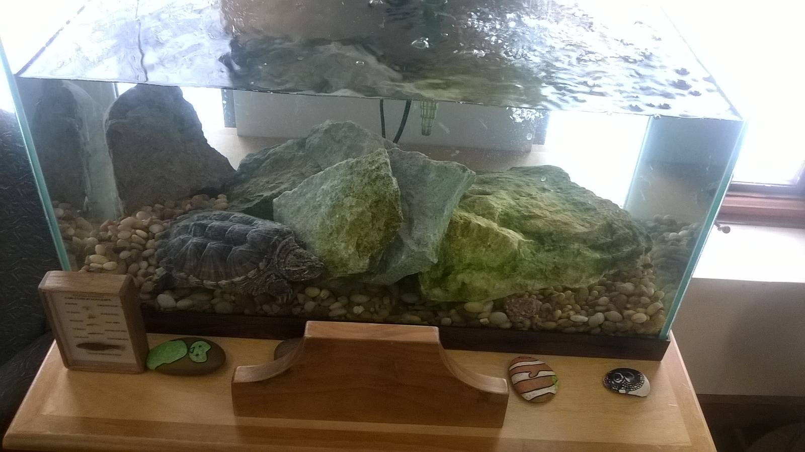 Turtle Aquarium