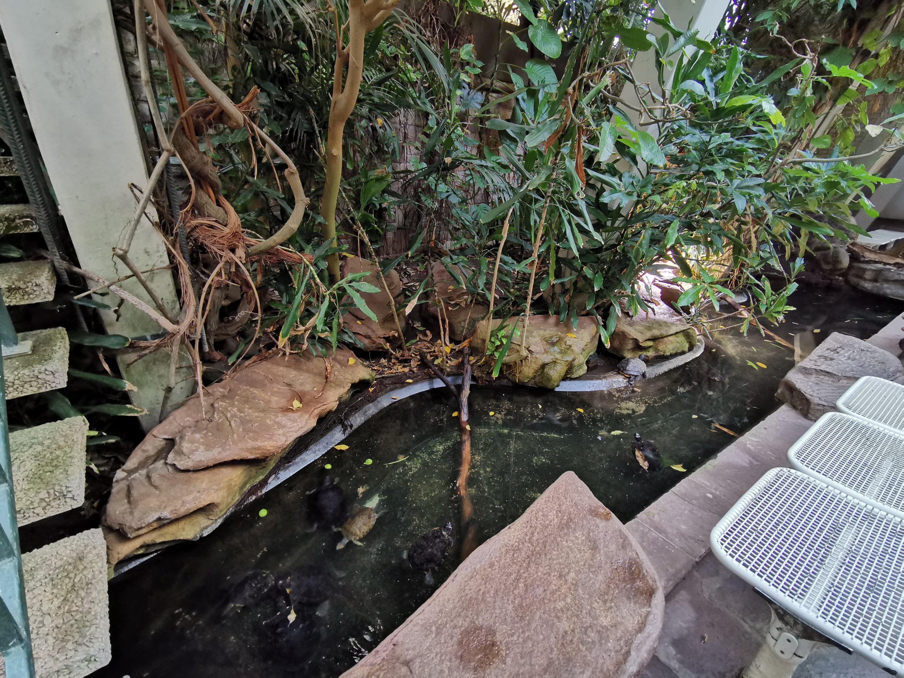 Turtle area - Lemur house