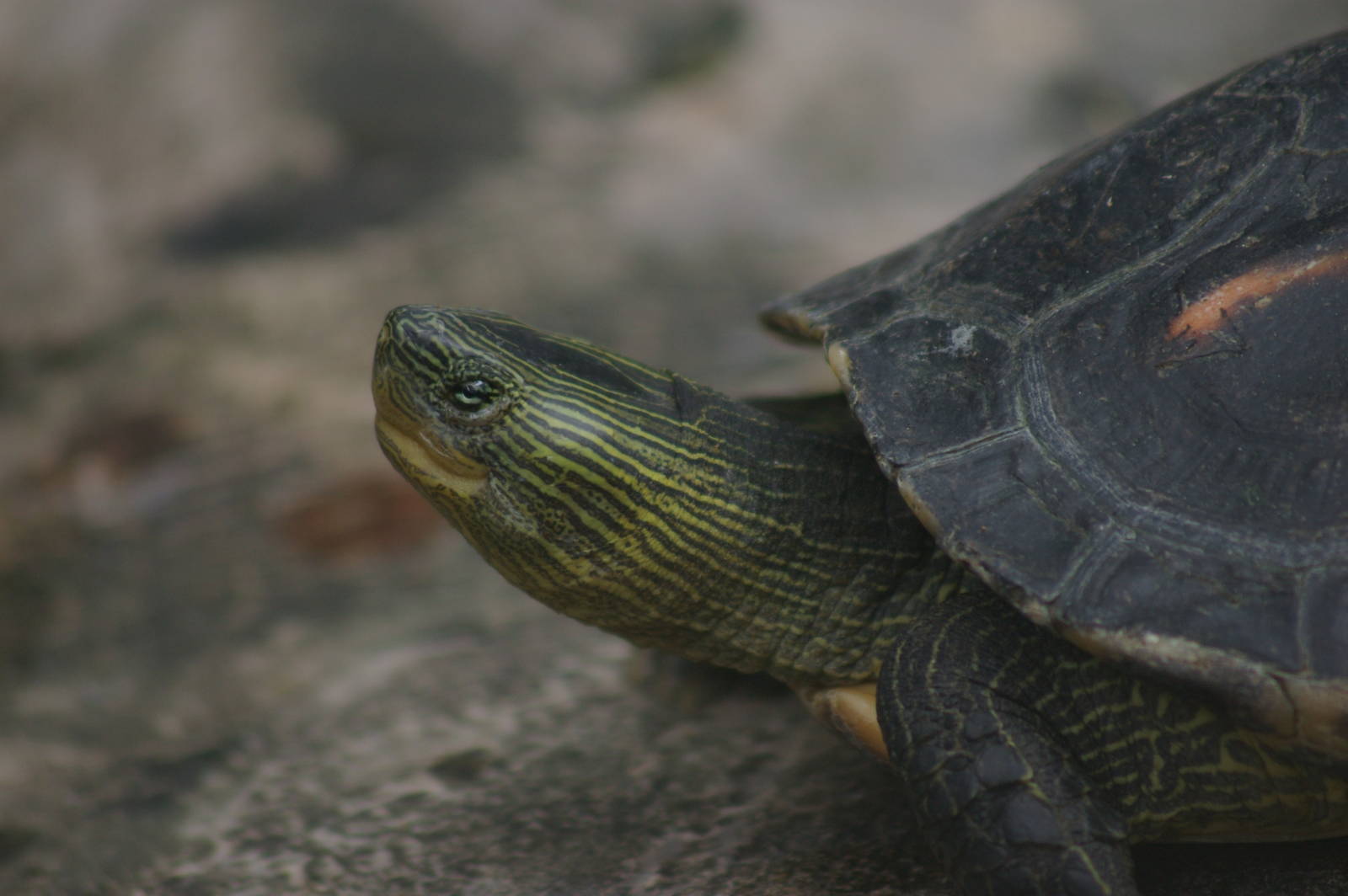 turtle at Dusit Zoo (Bangkok)