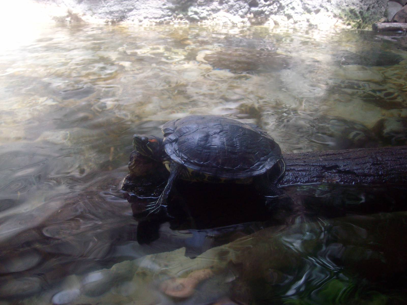 Turtle at Oregon Zoo
