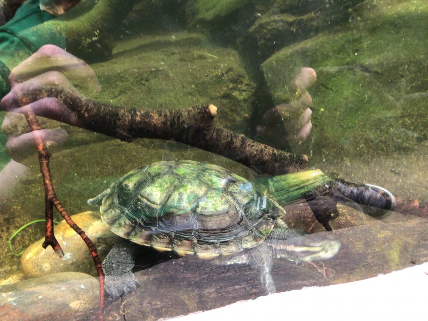 Turtle at Paignton Zoo Reptile House June 15th 2021