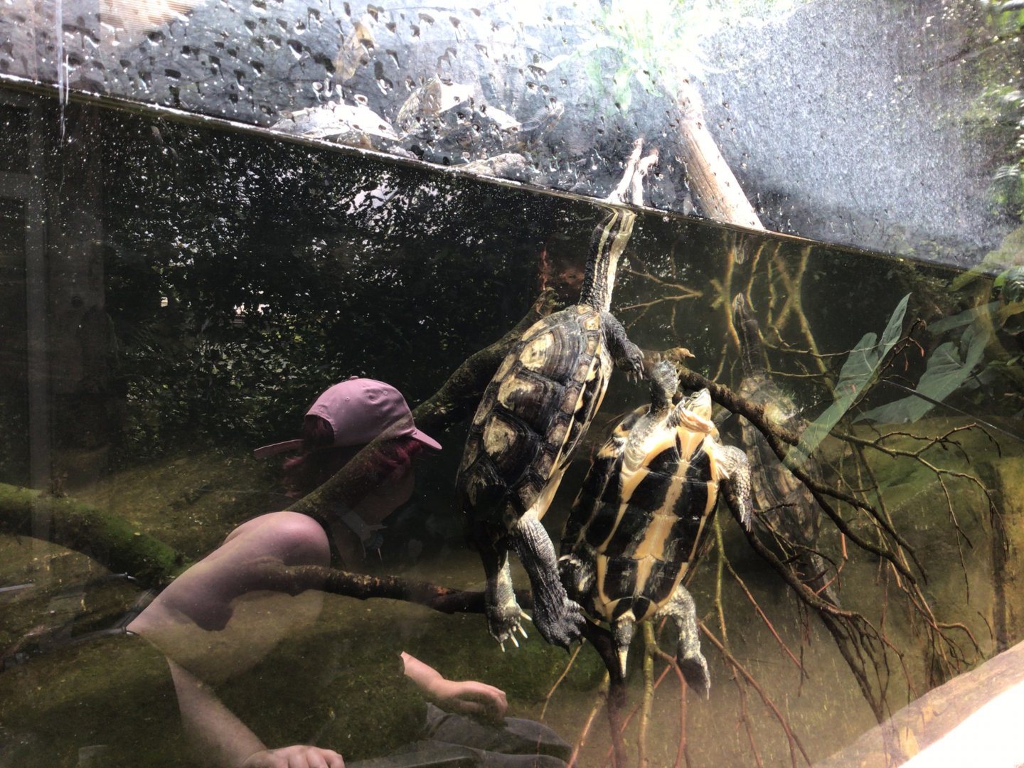 Turtle at Paignton Zoo Reptile House June 15th 2021