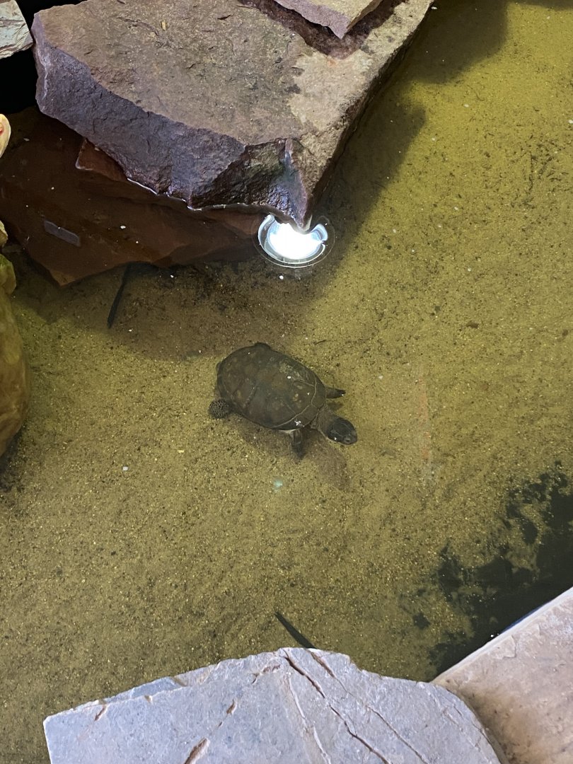 Turtle at riverside reptiles, ID?
