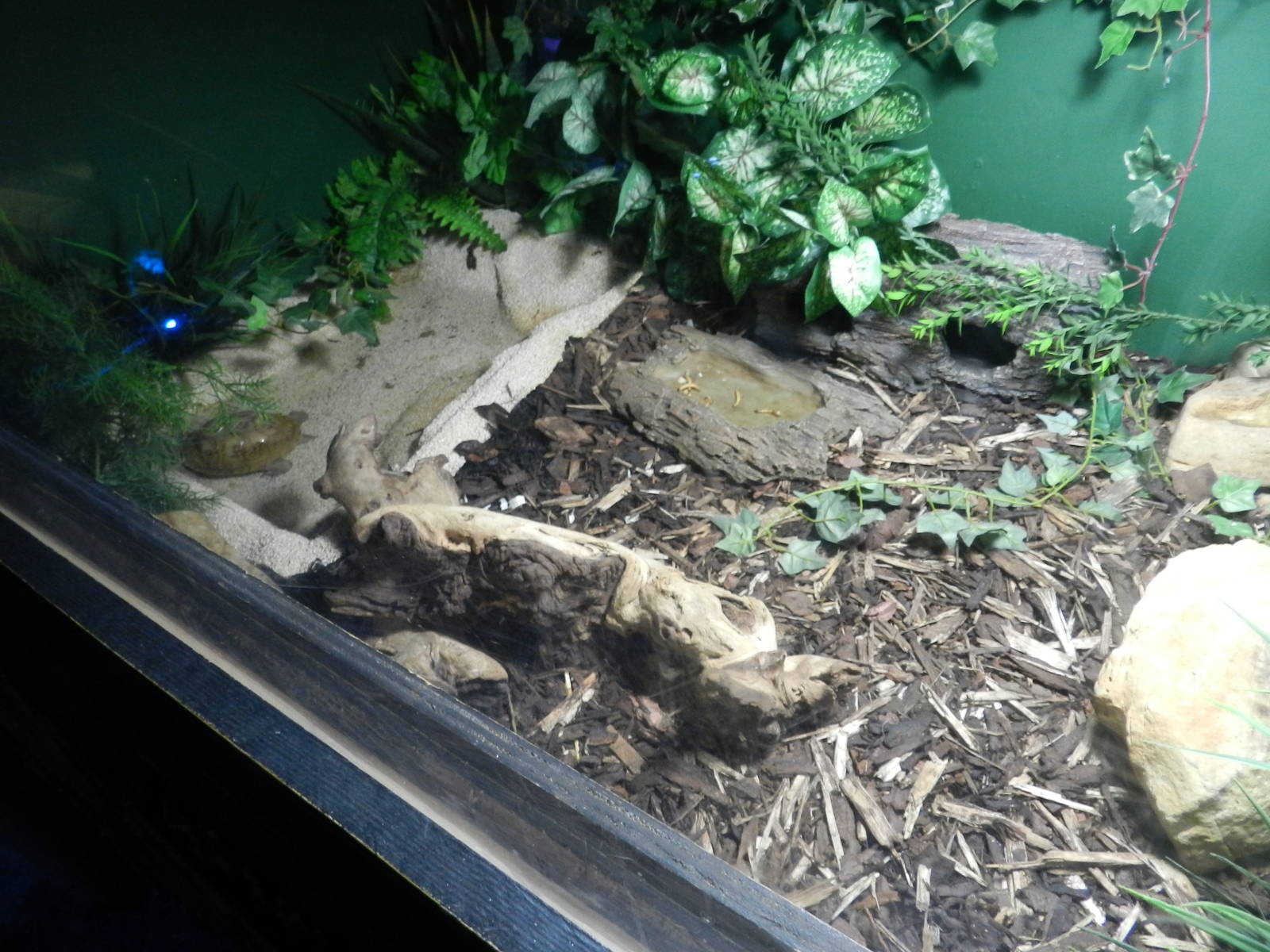 Turtle at SEA LIFE Scarborough - 26/08/2012