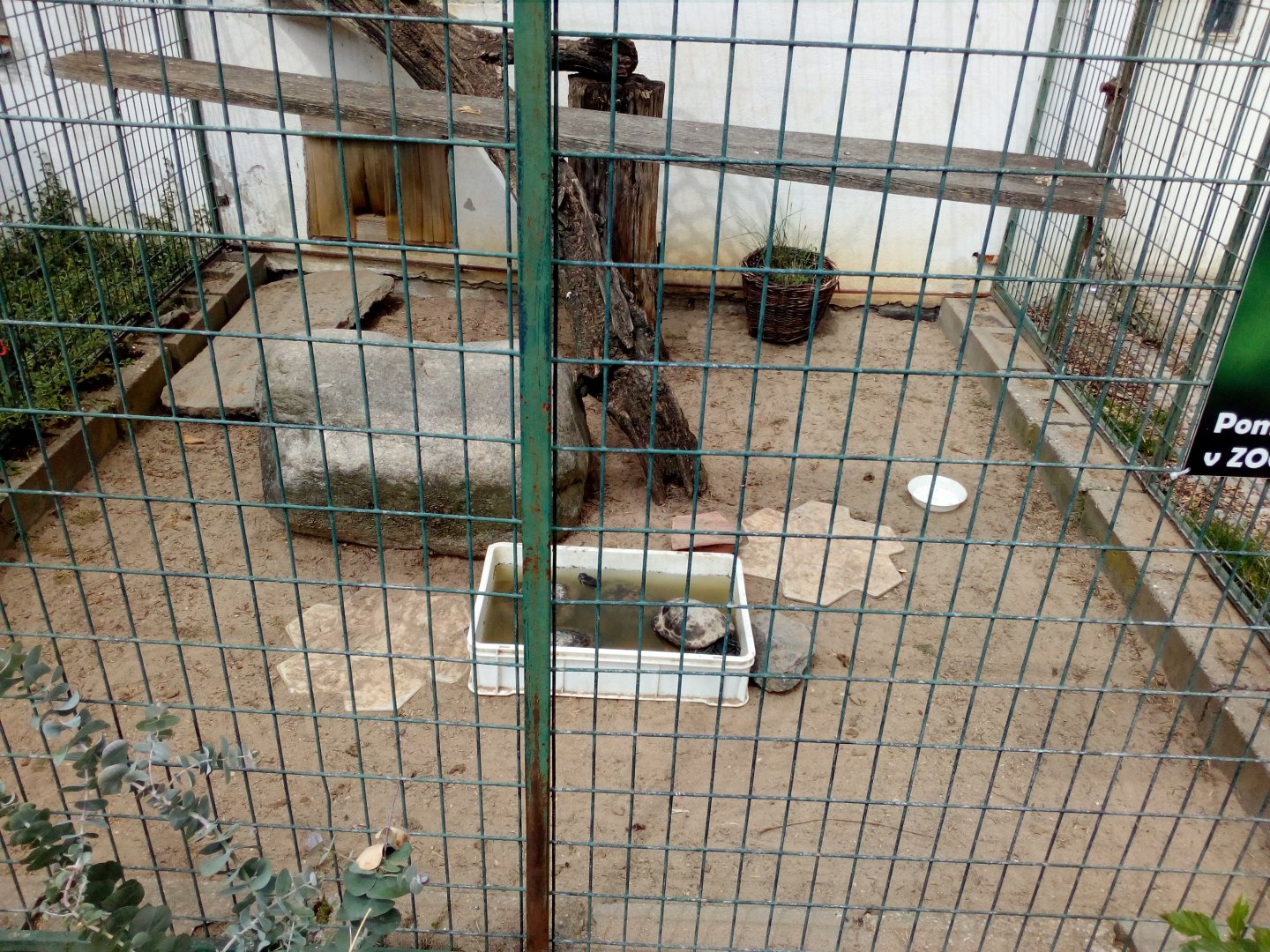 turtle ´aviary´-6/23