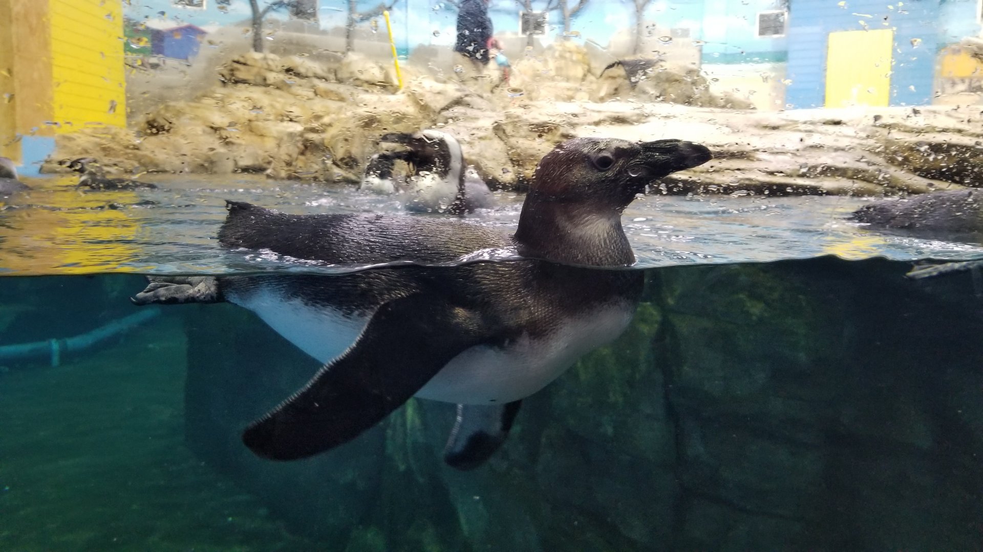 Turtle Back Zoo - African penguin