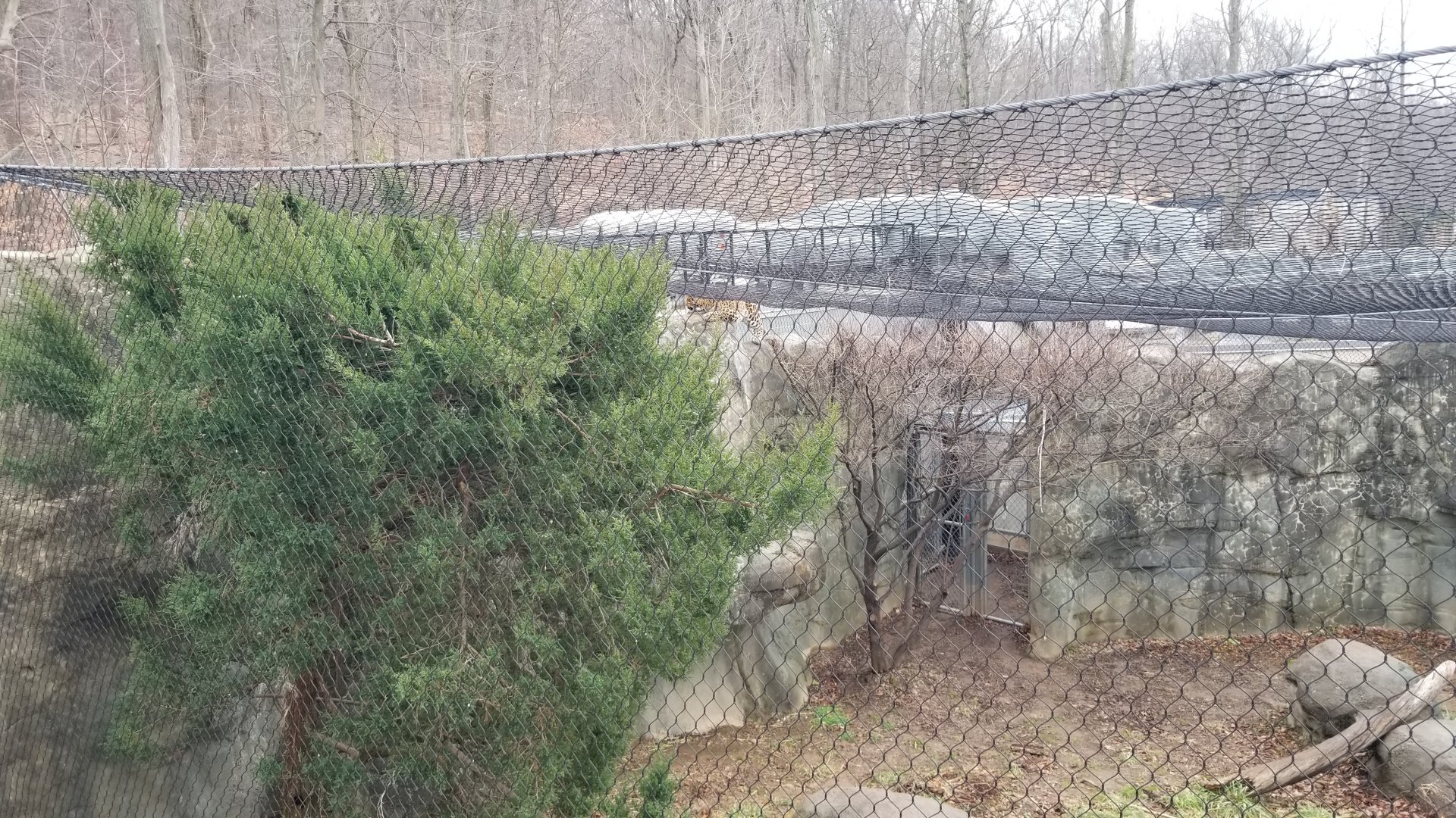 Turtle Back Zoo - Amur leopard