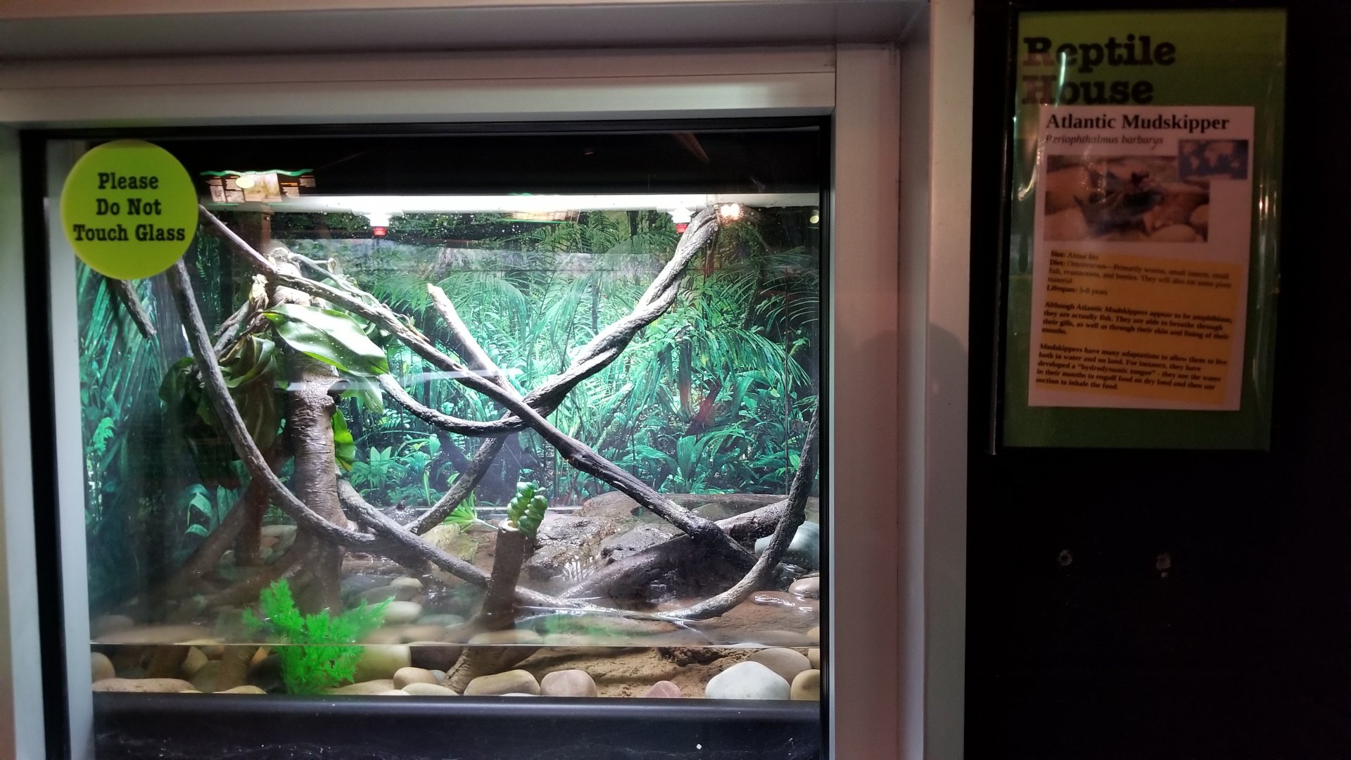 Turtle Back Zoo - Atlantic mudskipper