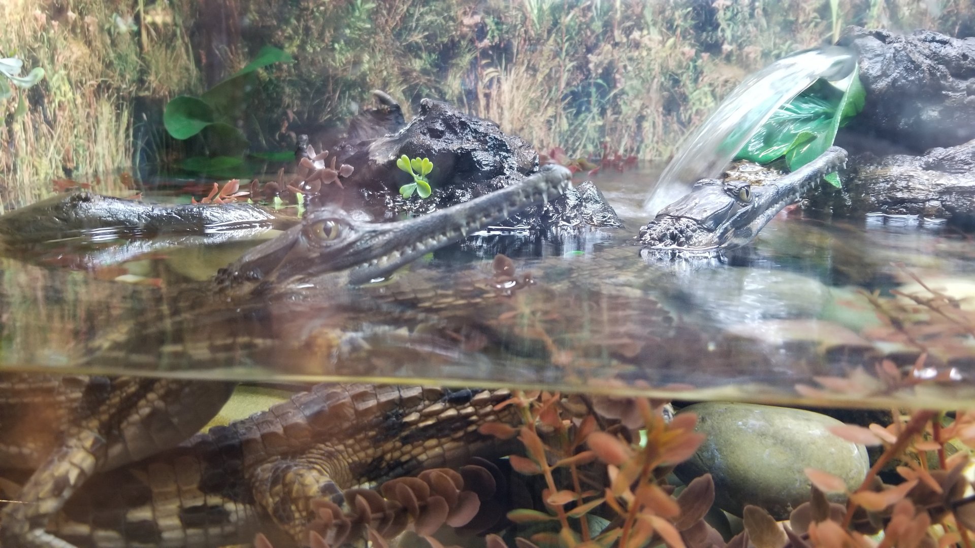 Turtle Back Zoo - baby tomistomas