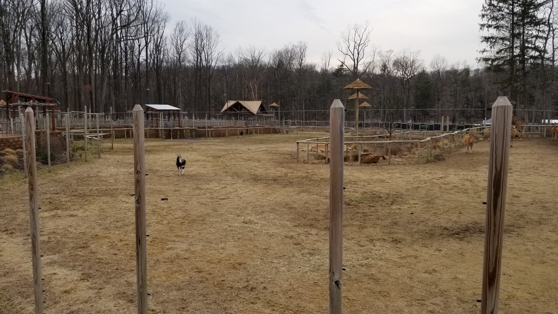 Turtle Back Zoo - Bontebok, common eland