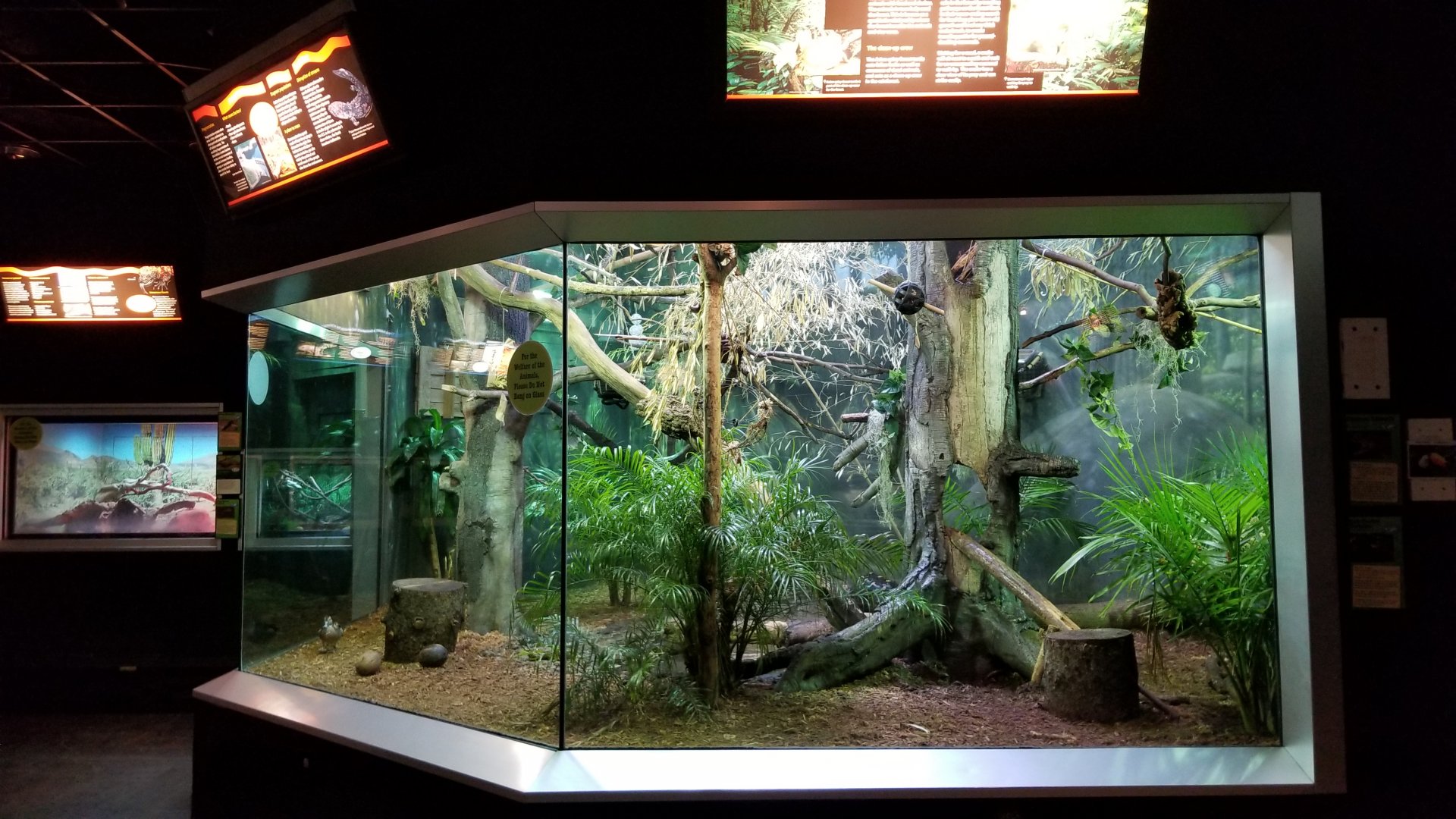 Turtle Back Zoo - caiman lizard, red-footed tortoise, toco toucan, ringed teal