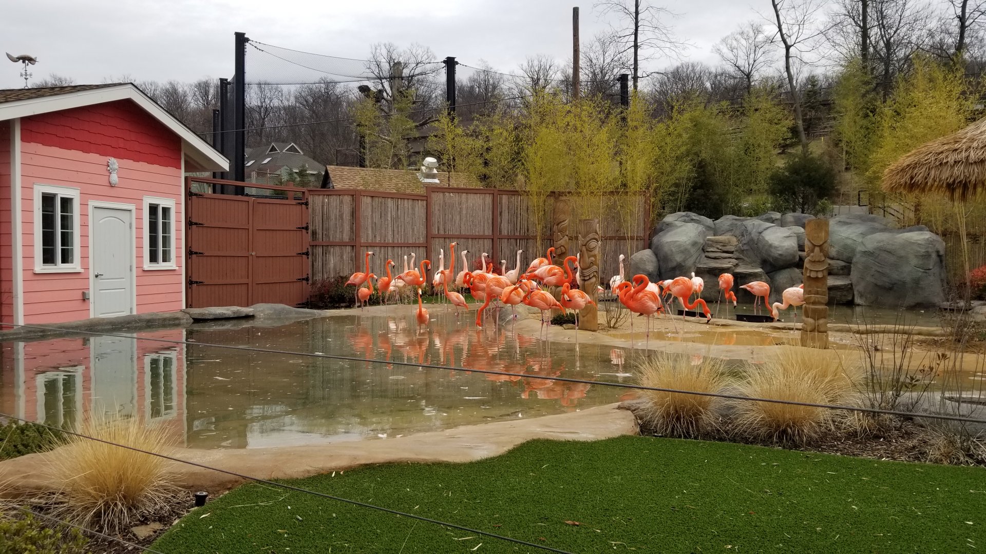 Turtle Back Zoo - Caribbean flamingos