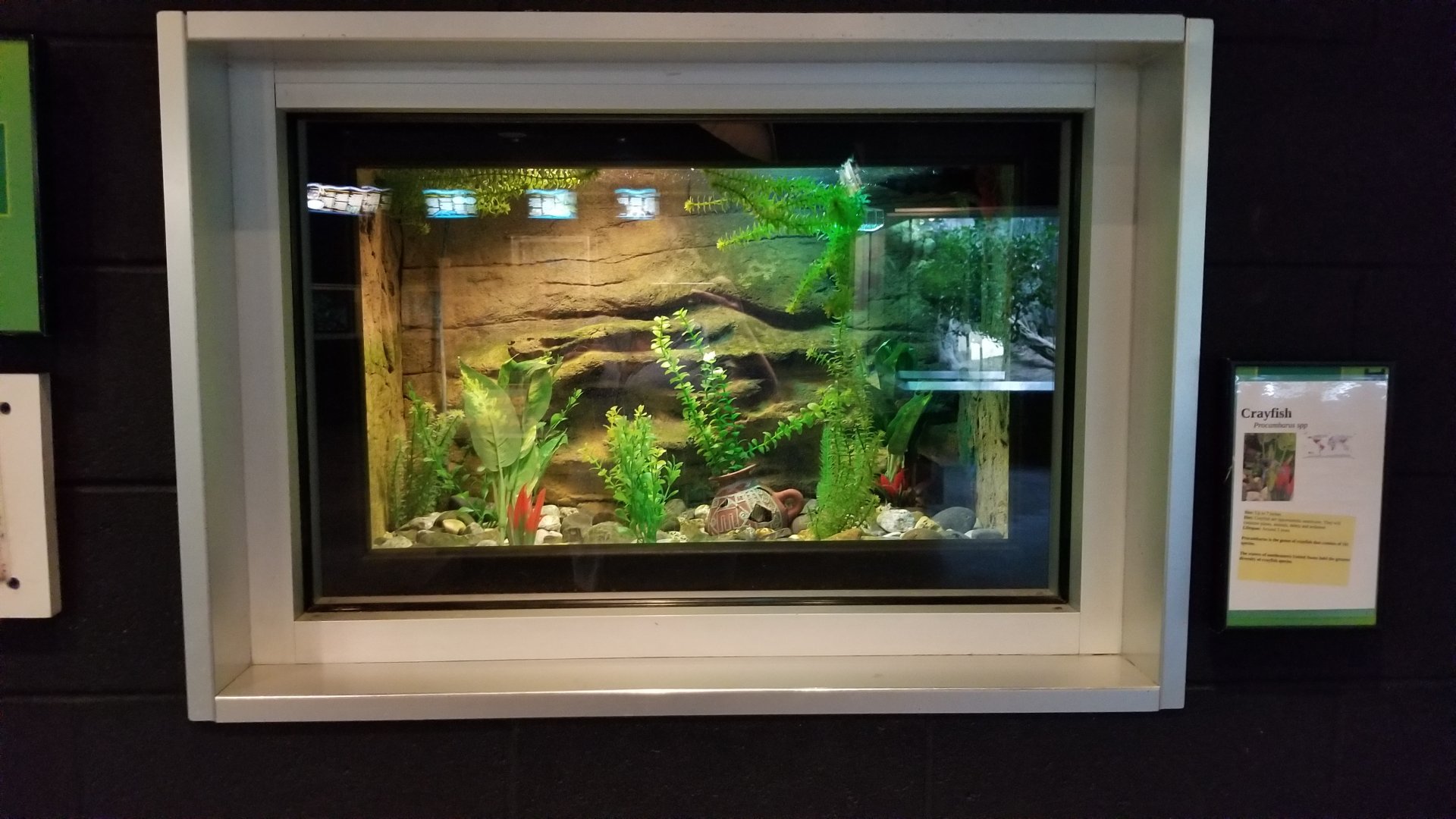 Turtle Back Zoo - crayfish