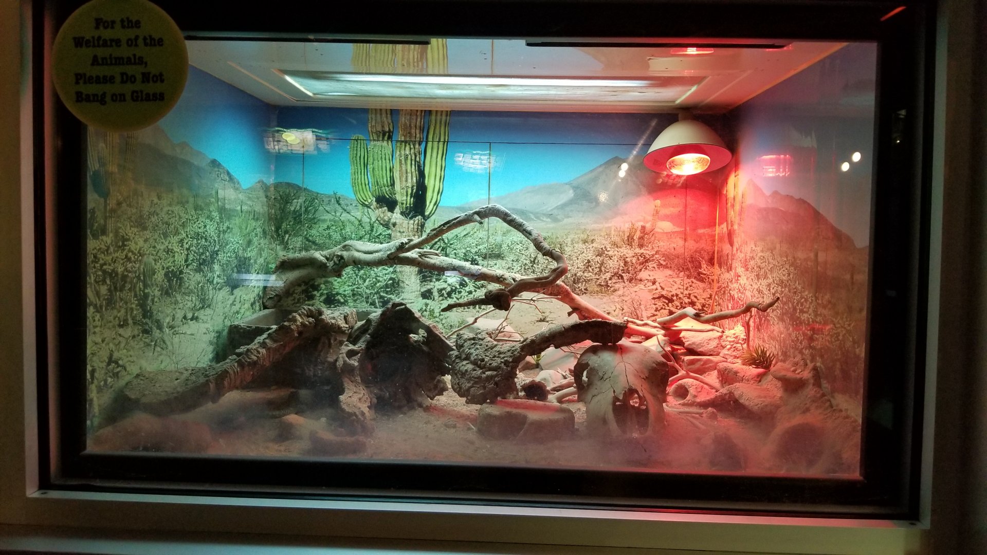 Turtle Back Zoo - gila monster, chuckwalla, blue spiny lizard