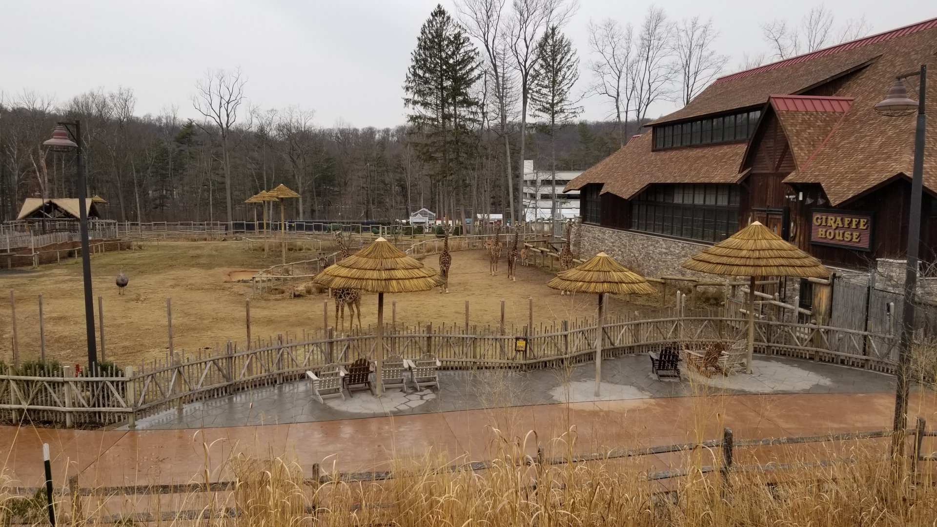 Turtle Back Zoo - Giraffes getting let out