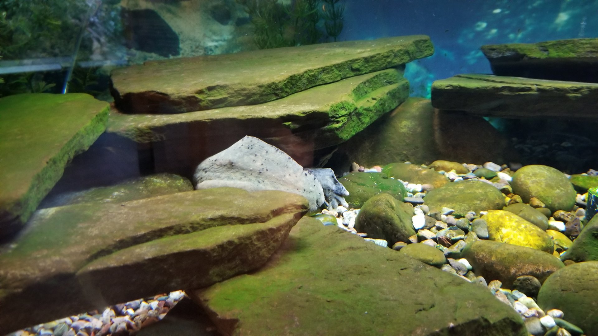 Turtle Back Zoo - hellbender