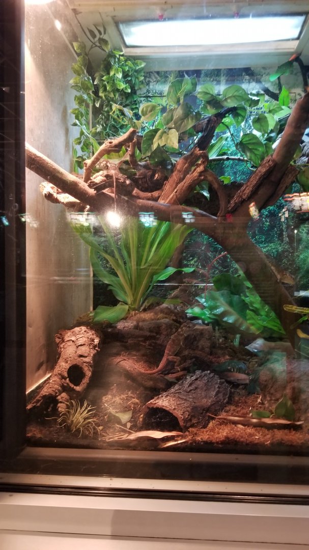 Turtle Back Zoo - Hispaniola giant anole