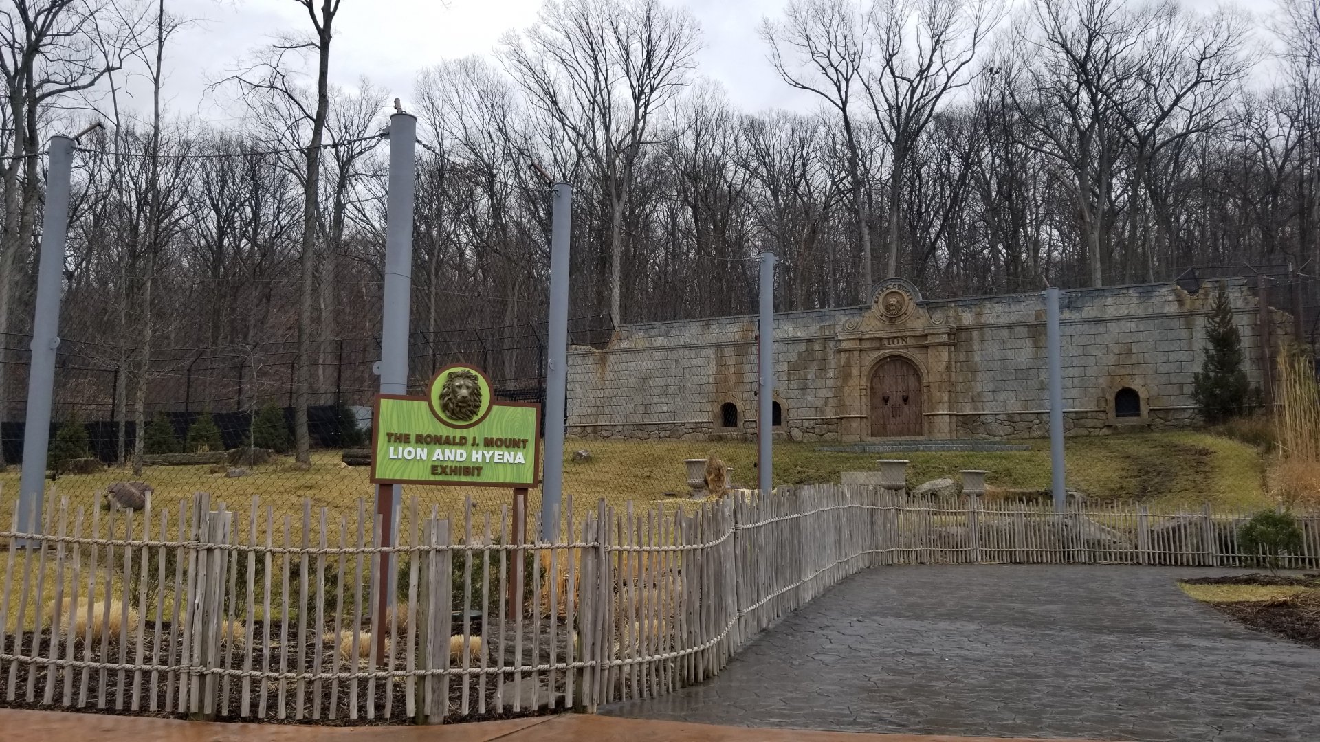 Turtle Back Zoo - Lions