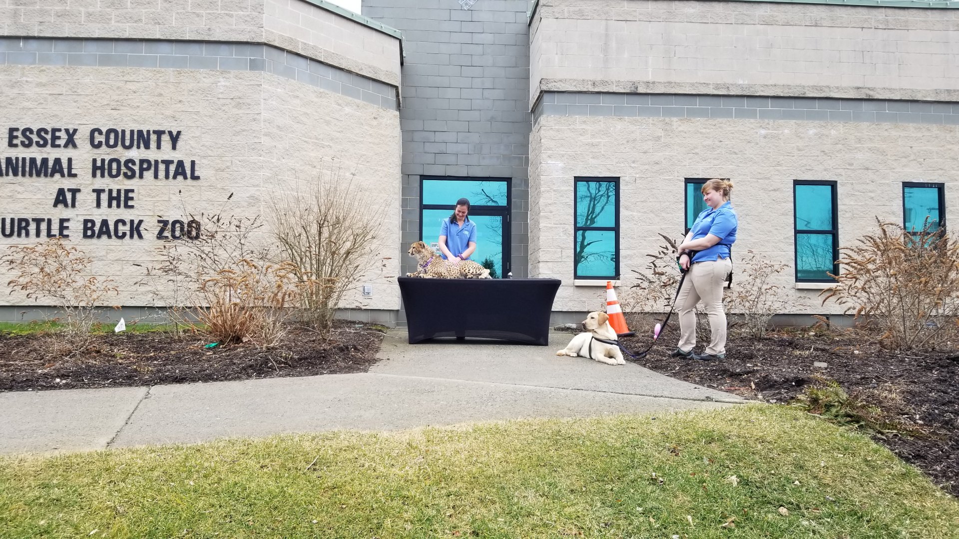 Turtle Back Zoo - Nandi and Bowie having a training session