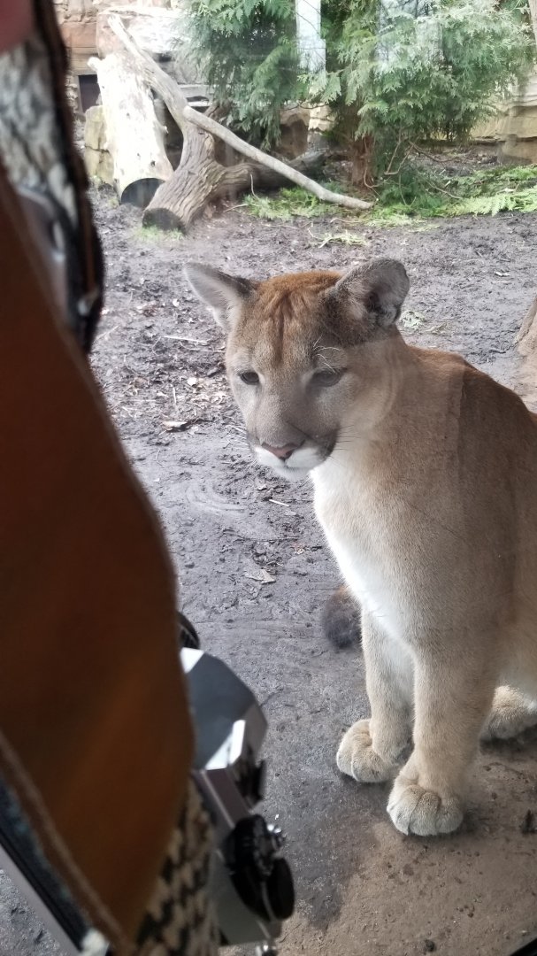 Turtle Back Zoo - Puma likes my camera :)