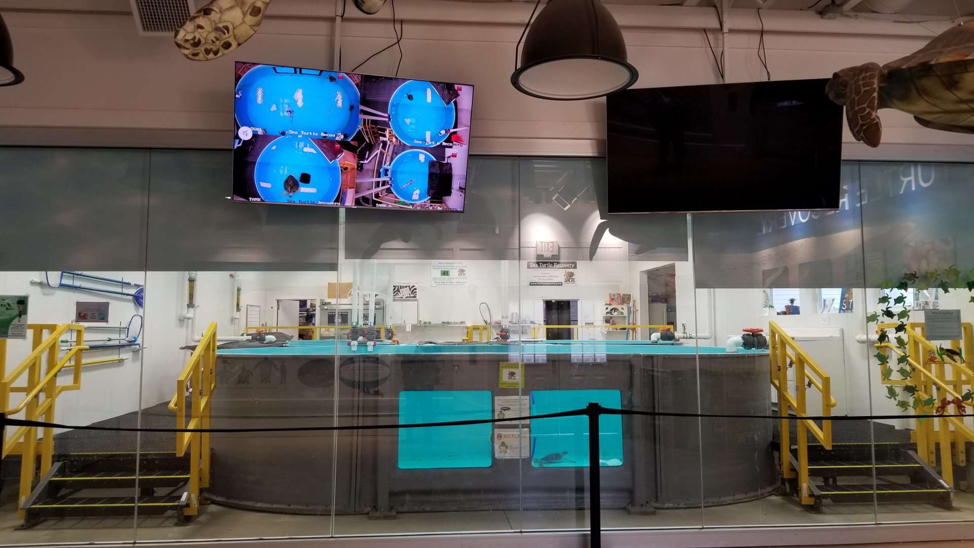 Turtle Back Zoo - Sea turtles, with large tv so you can see all of the tanks